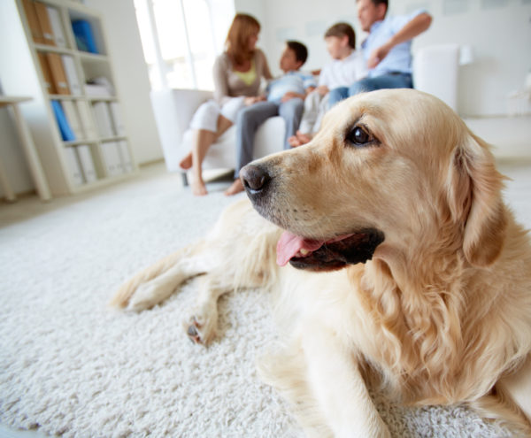 Indoor Air Quality in Arbutus, MD